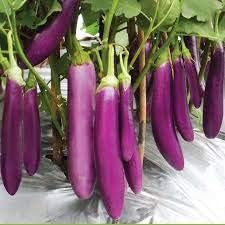 Eggplant Seeds for Planting, Light Violet, 100 pcs